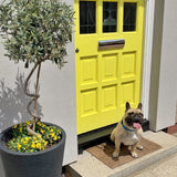Farrow & Ball Yellowcake No. 279 - Archive Collection PAINT - Farrow & Ball Farrow & Ball