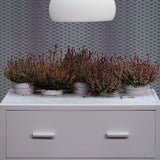 Farrow & Ball Calluna No. 270 PAINT - Farrow & Ball Farrow & Ball
