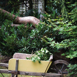 Farrow & Ball Dayroom Yellow No. 233 PAINT - Farrow & Ball Farrow & Ball