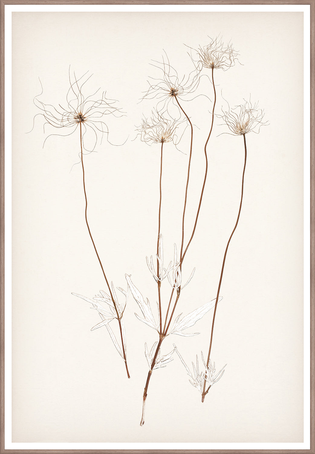 "Botanical Sketch III" Framed Art Print ARTWORK - framed print Celadon Art Large
