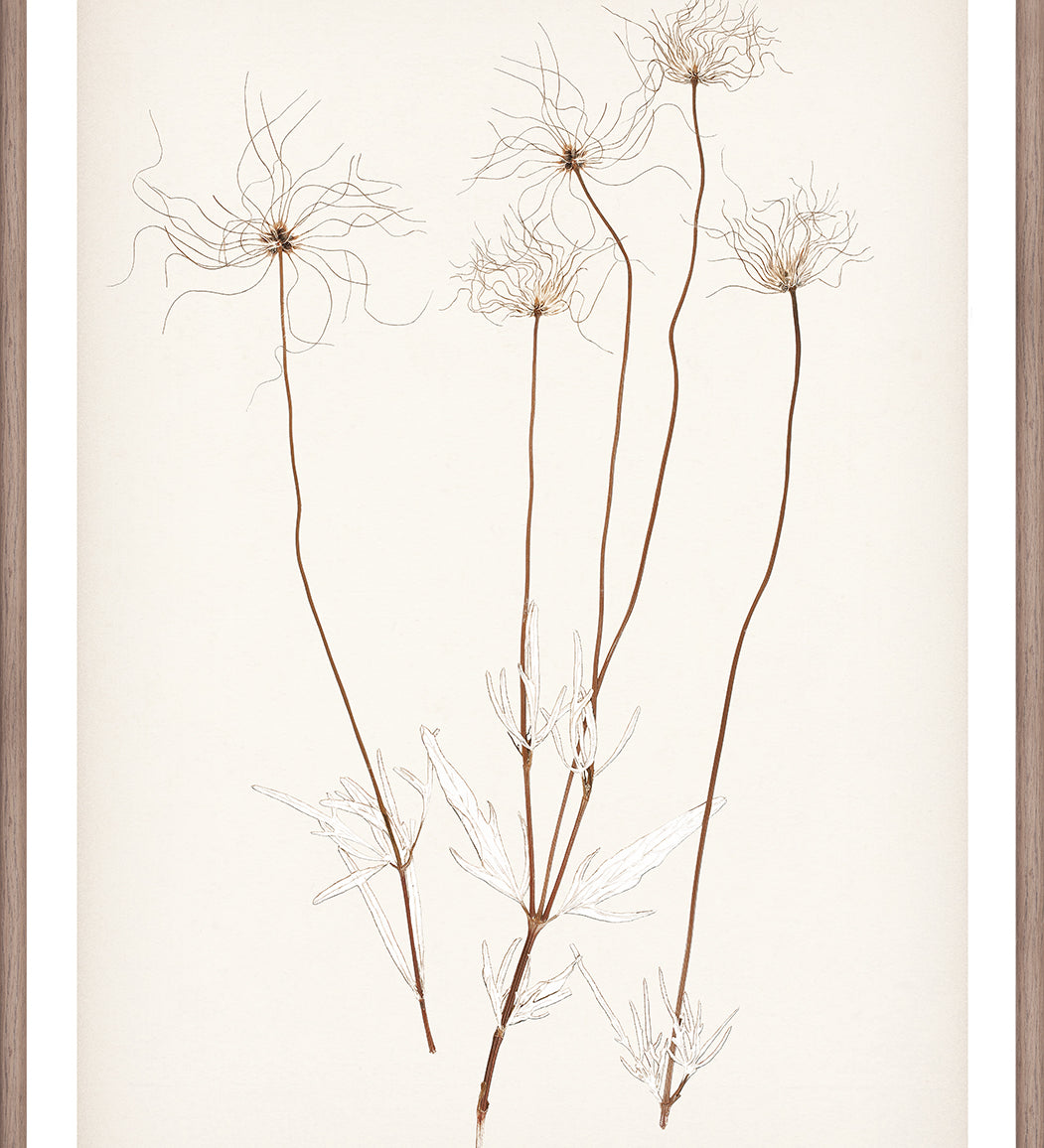 "Botanical Sketch III" Framed Art Print ARTWORK - framed print Celadon Art Small
