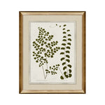 IN STORE - "Botanica II" Framed Art Print ARTWORK - in store Northwood Collection