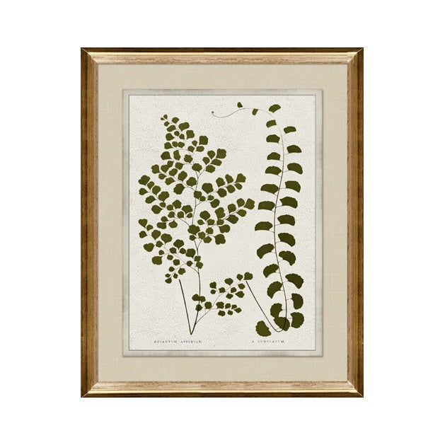 IN STORE - "Botanica II" Framed Art Print ARTWORK - in store Northwood Collection
