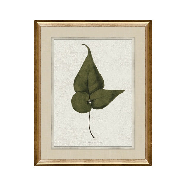 IN STORE - "Botanica III" Framed Art Print ARTWORK - in store Northwood Collection