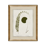IN STORE - "Botanica I" Framed Art Print ARTWORK - in store Northwood Collection