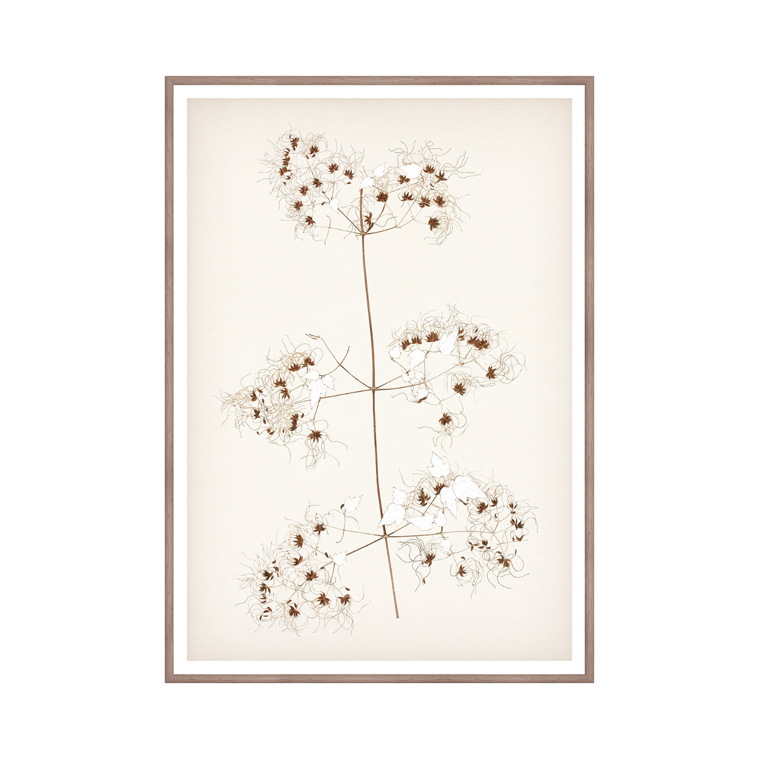 "Botanical Sketch I" Framed Art Print ARTWORK - framed print Celadon Art