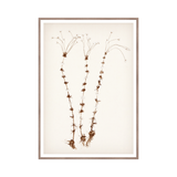 "Botanical Sketch II" Framed Art Print ARTWORK - framed print Celadon Art