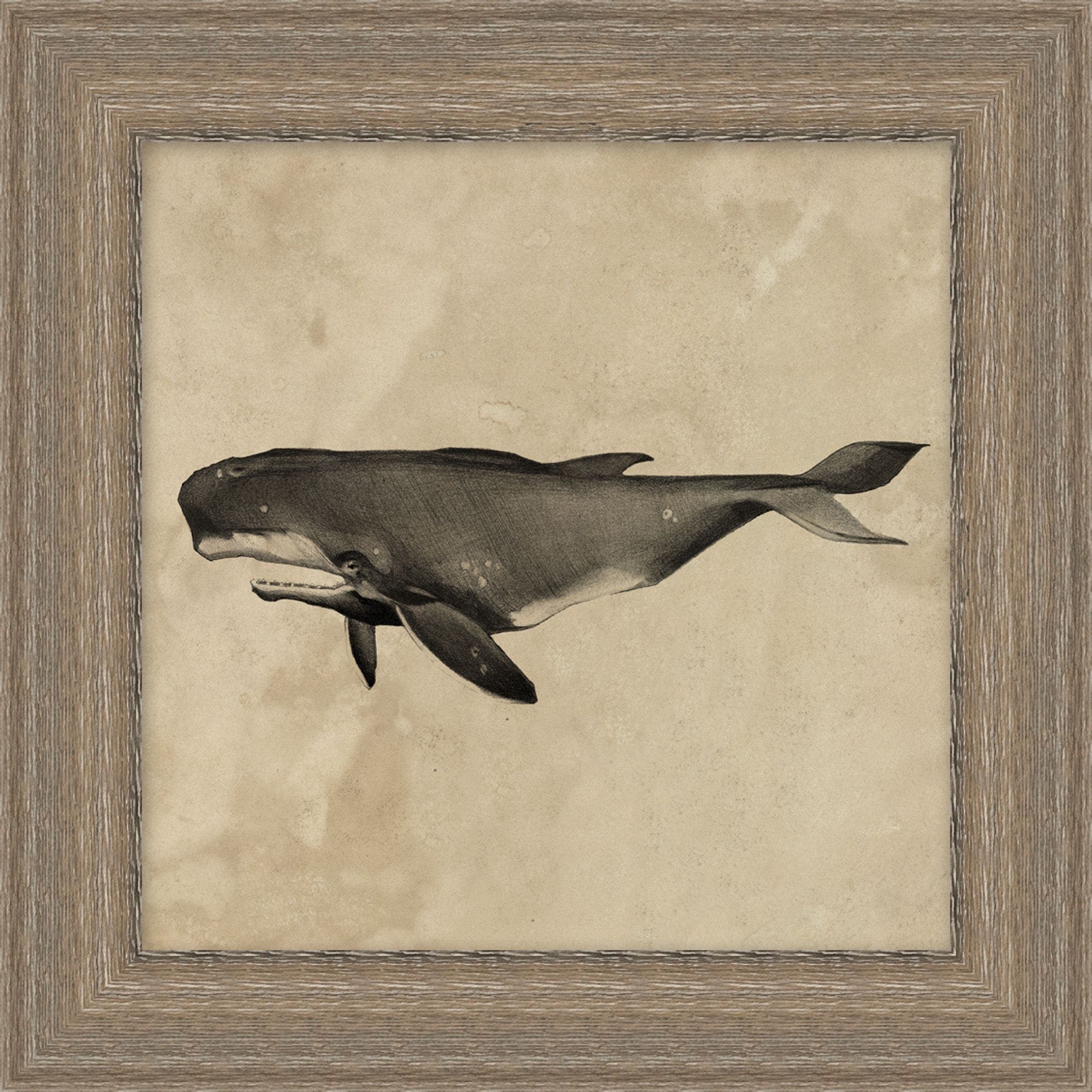 "The Old Whale" Framed Art Print ARTWORK - framed art Wendover Art Group