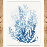 "Forms of Coral" Framed Art Print ARTWORK - framed art Wendover Art Group