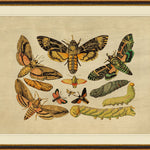 "Winged Sequence" Framed Art Print ARTWORK - framed art Wendover Art Group