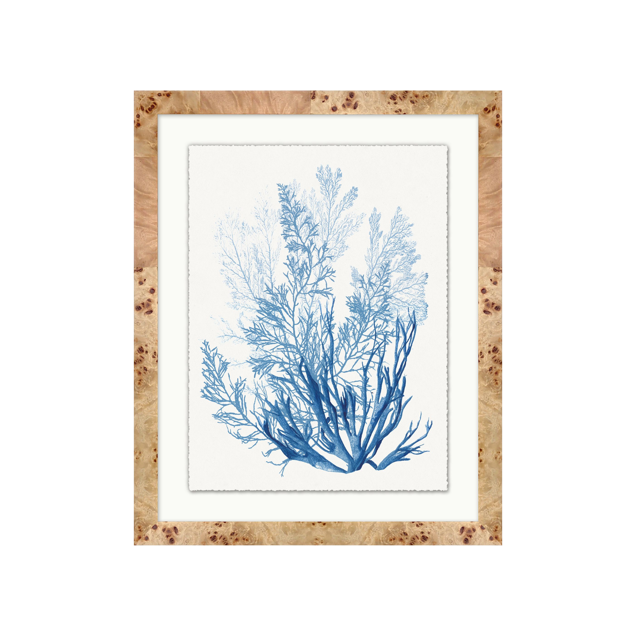 "Coral in Blue" Framed Art Print