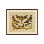 "Winged Sequence" Framed Art Print ARTWORK - framed art Wendover Art Group